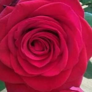 Meet your Posher, Jean